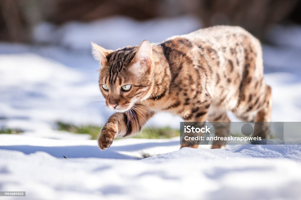 Bengal Cat Outdoor Bengal Cat in sunny Snow Winter Landscape Bengal Cat - Purebred Cat Stock Photo