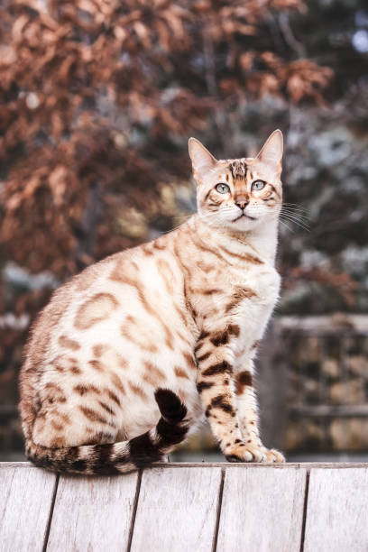 istock Bengal Cat Outdoor 1193589393