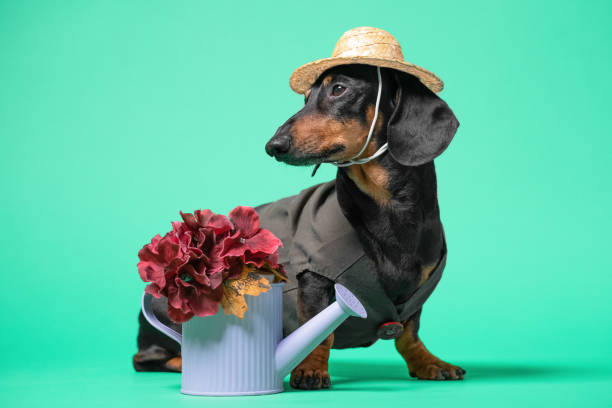 nahaufnahme porträt von niedlichen schwarzen und tan dackel in hut und dunkelgrünen kleid, mit gießkanne und blumen. gartenkonzept. auf hellgrünem, türkisfarbenem hintergrund. - costume expressing positivity cheerful close up stock-fotos und bilder