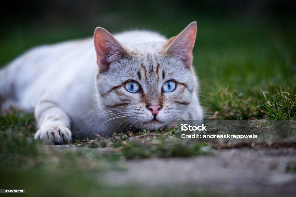 Bengal Cat Outdoor White Seal Lynx Point Bengal lying in Grass Bengal Cat - Purebred Cat Stock Photo