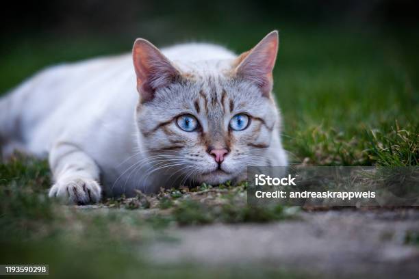 Bengal Cat Outdoor Stock Photo - Download Image Now - Bengal Cat - Purebred Cat, Snow, Concentration