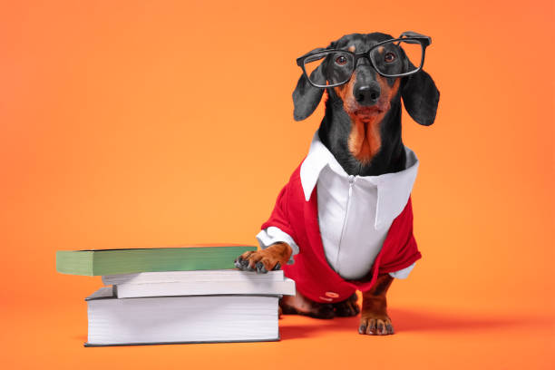 niedlicher schwarzer und tan dackel in rot-weißen offiziellen kostüm und brille gekleidet, sitzen in der nähe des stapels von büchern. lern-, lehr- oder erziehungskonzept, zurück zur schule. hellorange hintergrund. - costume expressing positivity cheerful close up stock-fotos und bilder