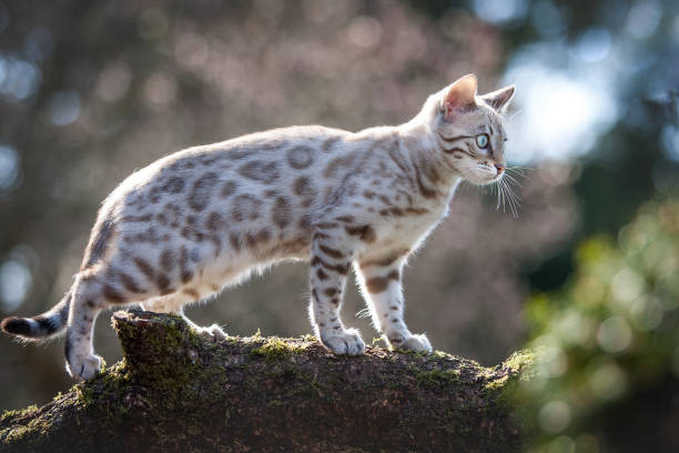 istock Bengal Cat Outdoor 1193590330
