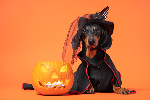 Lindo dachshund negro y bronceado vestido con traje de bruja y sombrero para la fiesta de Halloween, calabaza con velas cerca. Fondo de color naranja brillante. photo