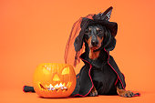 Cute black and tan dachshund dressed in witch costume and hat for Halloween party, pumpkin with candles near. Bright orange background.
