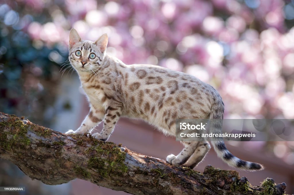 Bengal Cat Outdoor White Mink Bengal climbing on Tree, coloful blurred Background by Magnolia soulangiana Bengal Cat - Purebred Cat Stock Photo