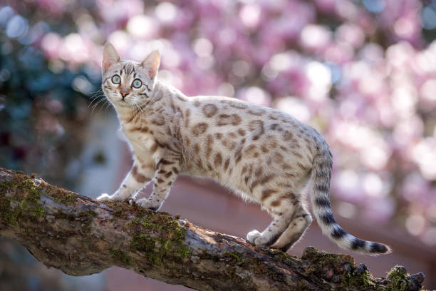 Bengal Cat Outdoor White Mink Bengal climbing on Tree, coloful blurred Background by Magnolia soulangiana bengal cat stock pictures, royalty-free photos & images