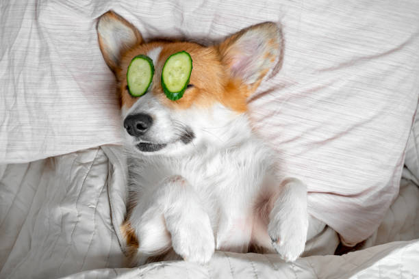 cute red and white corgi lays on the bed  relaxed from spa procedures on face with cucumber, covered with a towel. - beautician body care relaxation luxury imagens e fotografias de stock
