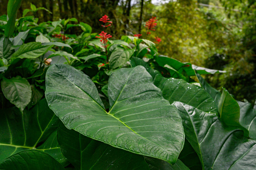 This is a horizontal, color photograph of heart shaped elephant ear tropical plants growing in El Yunque National Forest in Puerto Rico..