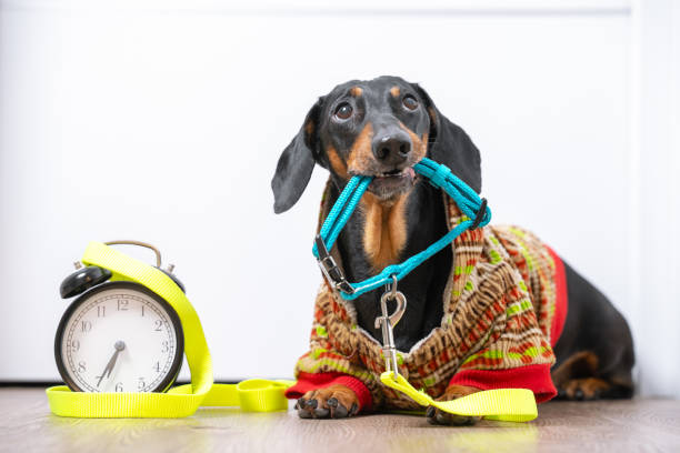 little poor black and tan dachshund dog in warm jumpsuit lying on floor, watching the owners and holding a collar in his teeth, vintage alarm clock is nearby. life with schedule. - dachshund dog sadness sitting imagens e fotografias de stock