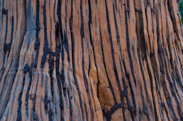istock termite and weather sculpted tree trunk 1193591777
