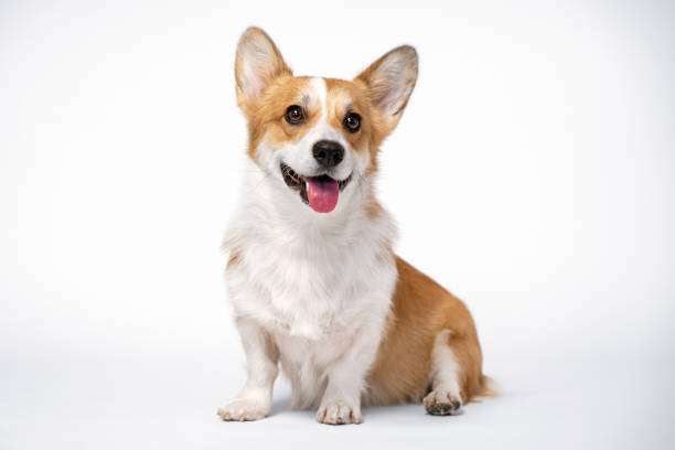 perro obediente (cachorro) raza welsh corgi pembroke sentado y sonríe sobre un fondo blanco. no aislar - corgi galés pembroke fotografías e imágenes de stock