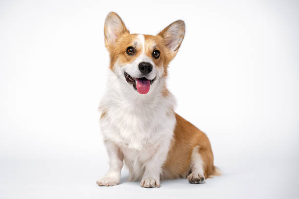 obedient dog (puppy) breed welsh corgi pembroke sitting and smiles on a white background. not isolate stock photo