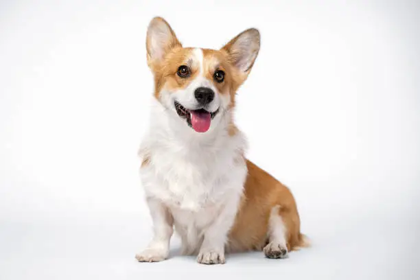 Photo of obedient dog (puppy) breed welsh corgi pembroke sitting and smiles on a white background. not isolate