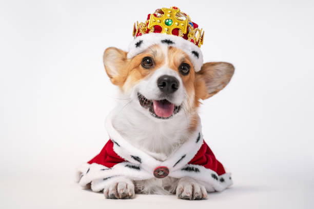 白い背景に王室の衣装の冠を身に着けているかなりかわいいコーギー犬。 スペースのコピー - king ストックフォトと画像