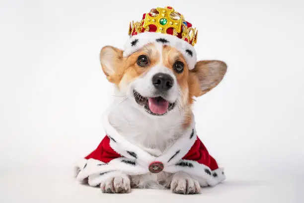Photo of Pretty cute corgi dog wearing  royal costume crown  on white background.  copy space