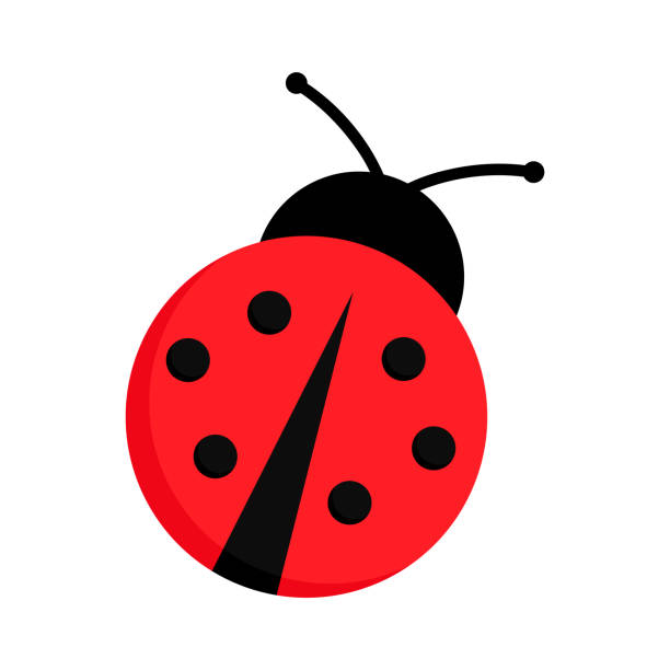 Ladybug Ladybug or ladybird vector graphic illustration, isolated. Cute simple flat design of black and red lady beetle. lady bug stock illustrations