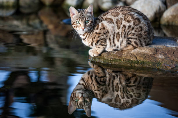 Bengal Cat at Water Bengal Kitten sitting on Rock in calm Water with Reflection bengal cat stock pictures, royalty-free photos & images