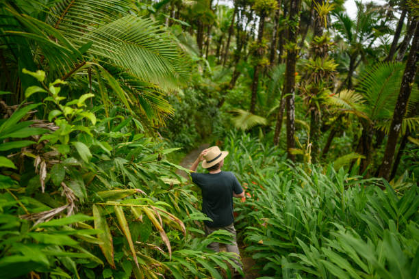 randonnée d'homme dans la forêt tropicale luxuriante el yunque forêt nationale à porto rico - portoricain photos et images de collection