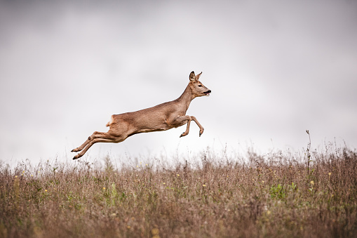 Roe Deer fastly running on Meadow