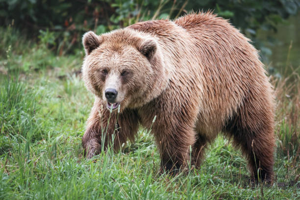 istock European Brown Bear in Nature 1193600896