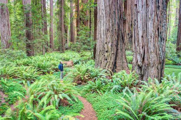 excursionista en redwood national park california usa - rainforest redwood sequoia footpath fotografías e imágenes de stock