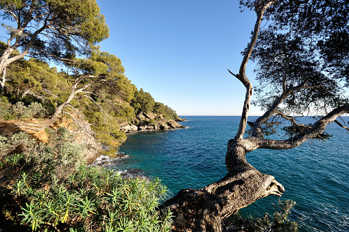 landscape of the Mediterranean in the Var, southern France, under the maritime pines overhanging the sea