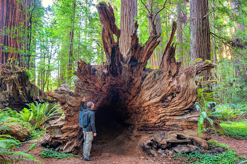 Hiker in Redwood National Park California USA