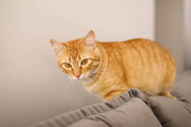 Cat sitting on the couch.