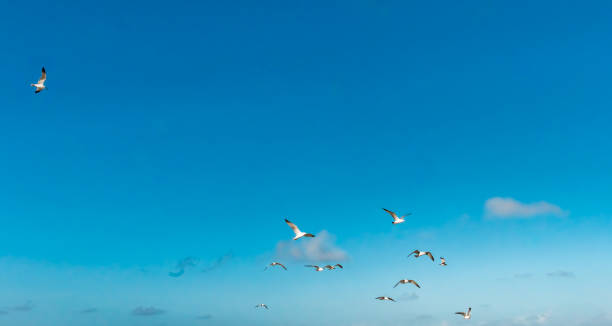 istock Flock of seagulls and bright blue clear sky 1193603681