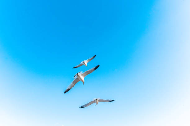Bright blue clear sky with fluffy white clouds and a flock of seagulls flying together in a group. Coastal abstract scene. Beauty in nature and birds in their element flying together