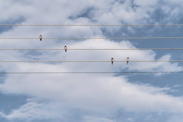 Birds standing on wire, different one standing on the top wire in cloudy sky, can be used leadership/individuality concepts. (3d render)