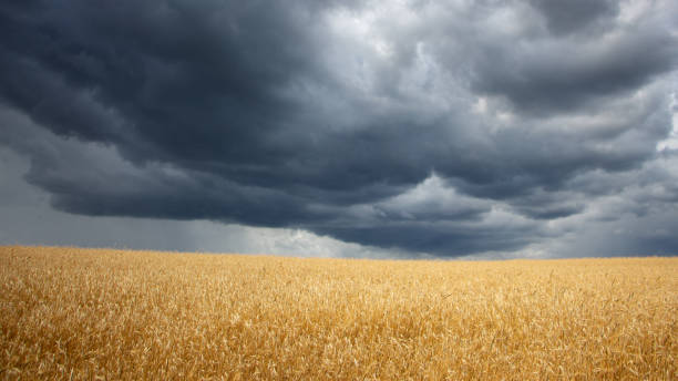 istock Grain crop threat. Heavy storm clouds over the wheat field. 1193603809