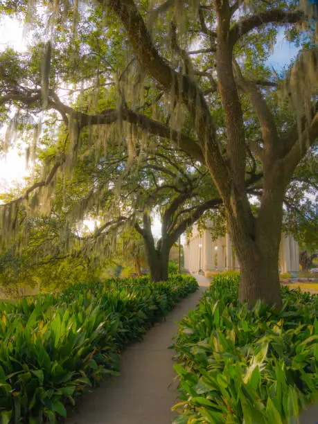 Photo of Dream place in the beautiful City Park of New Orleans.