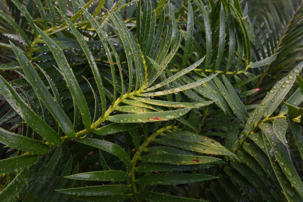 Photo of Wet Green Cycad Leaves Abstract (Encephalartos sp.)
