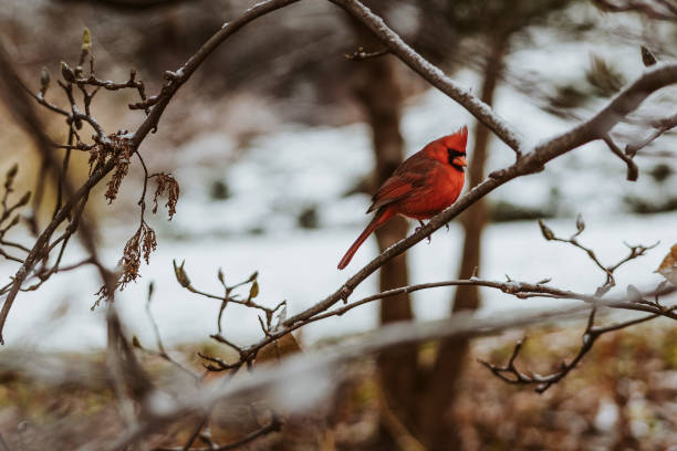 istock Northern Cardinal at Central Park 1193606575