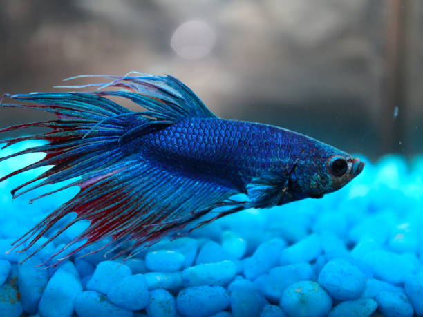 istock Macro of a Siamese Fighting Fish 1193607375