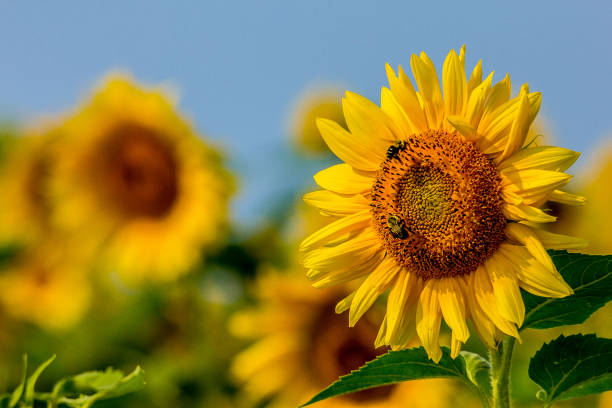 istock Sunflowers against Blue Sky Bees 1193609952