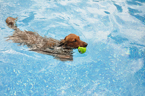 istock Red Long-Haired Dachshund Swimming 119361024