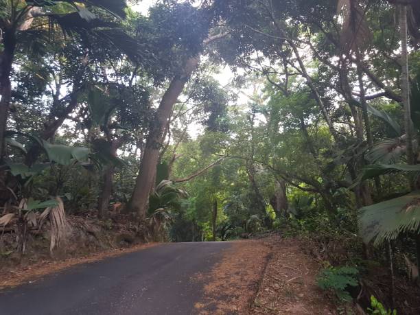 istock A road in the jungle 1193610778