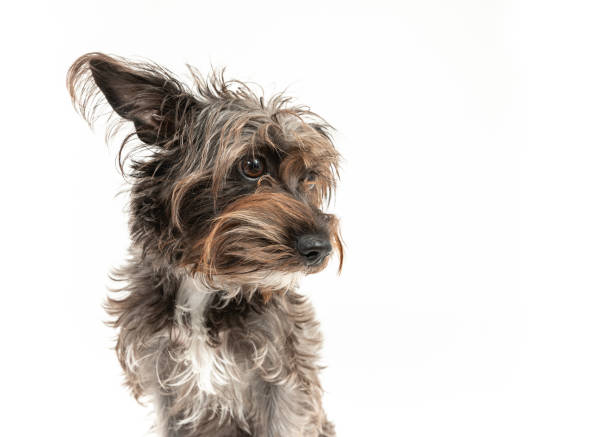 Cute little Schauzer mixt barbet dog
