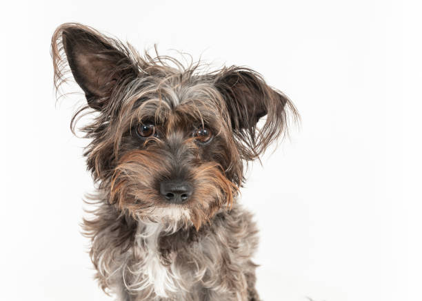 istock Cute little Schauzer mixt barbet dog 1193614171