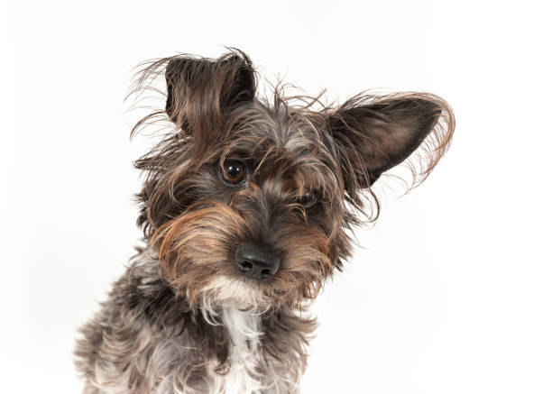 istock Cute little Schauzer mixt barbet dog 1193616002