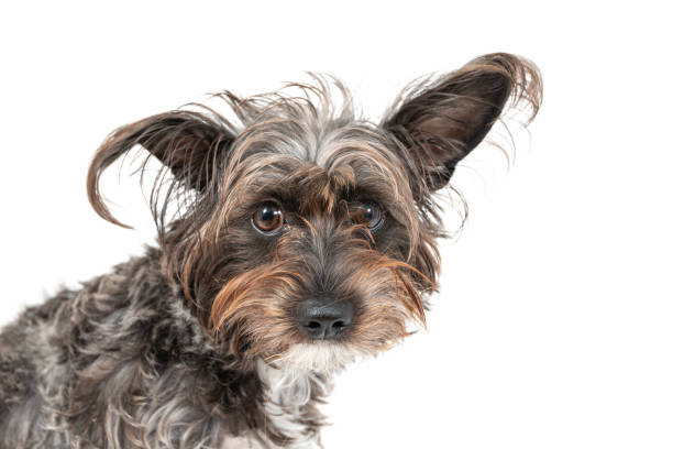 istock Cute little Schauzer mixt barbet dog 1193616514