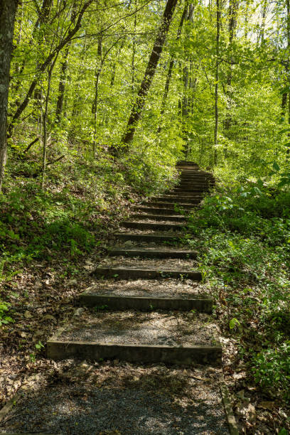 istock Stairs leading into the forest 1193617767