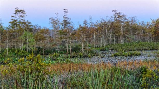istock autumn foliage in a cypress swamp 1193620088