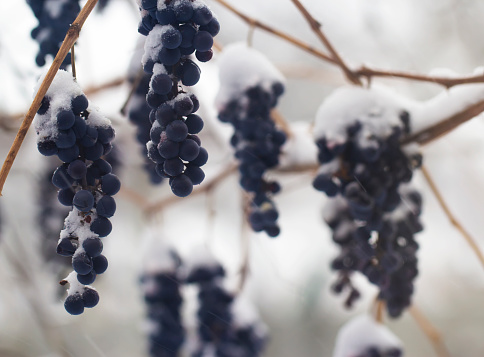 A bunch of blue grapes in a snow-covered winter garden. Daytime garden scene with frozen fruits.