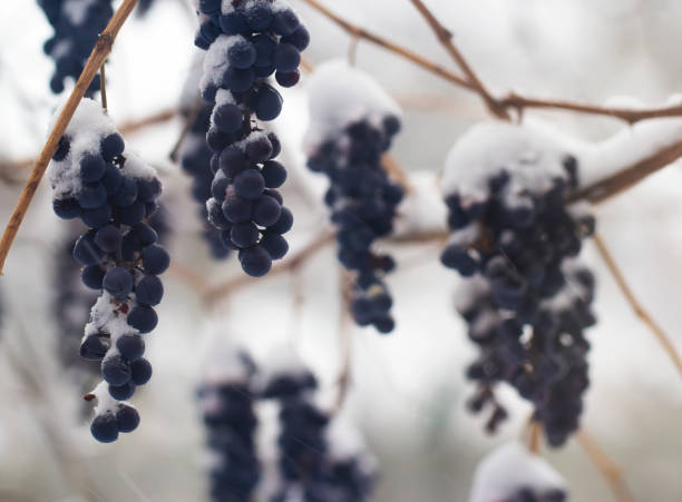 A bunch of blue grapes in a snow-covered winter garden A bunch of blue grapes in a snow-covered winter garden. Daytime garden scene with frozen fruits. frozen grapes stock pictures, royalty-free photos & images