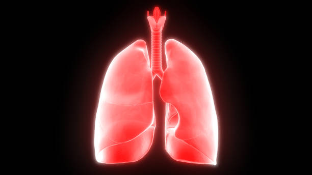 istock Human Respiratory System Lungs Anatomy 1193623492
