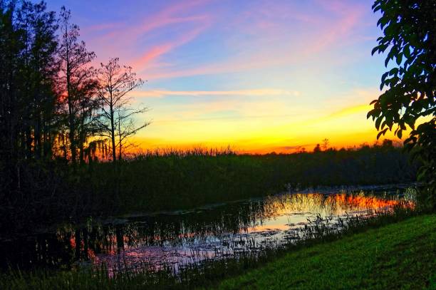istock Louisiana Swamp sunset silhouette and reflections 1193625161